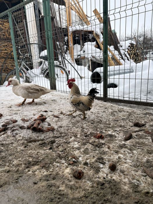 Disponibile oua de rata muta de incubat