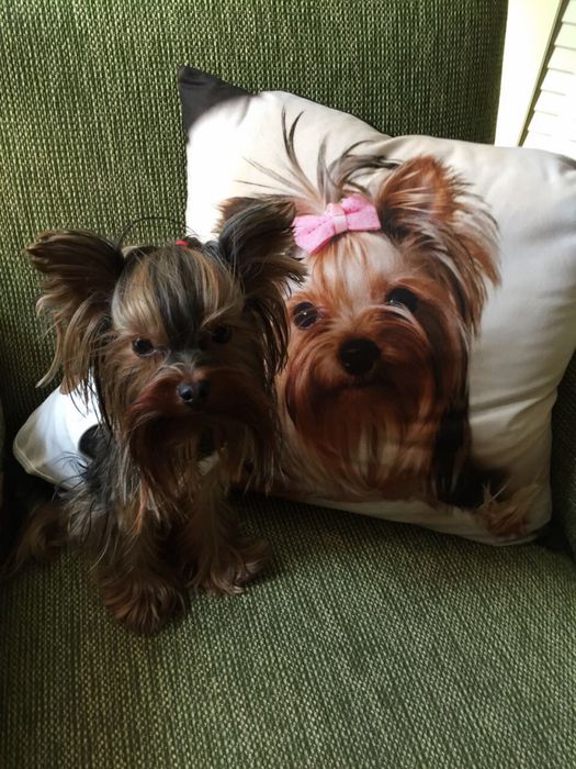 Йоркширски Териер