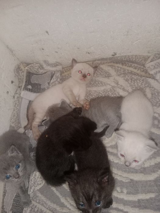 Продам котят британский