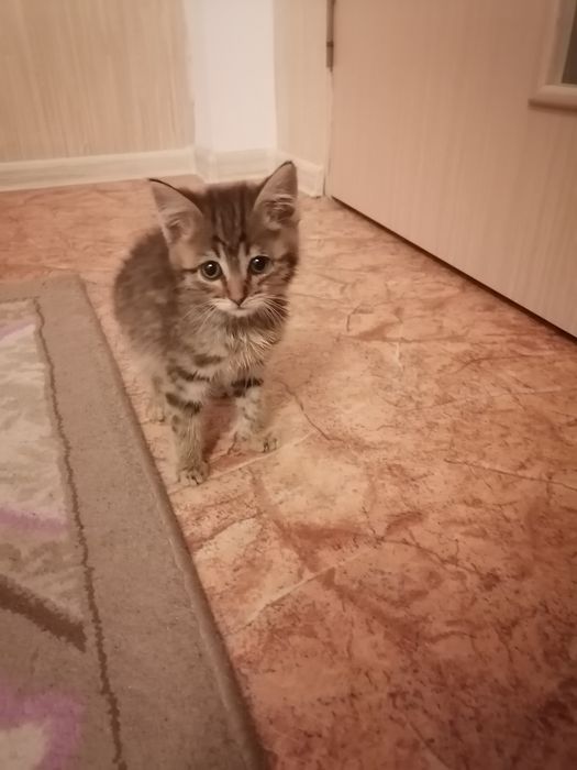 Отдам в хорошие руки котят..