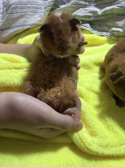 Морские свинки продам