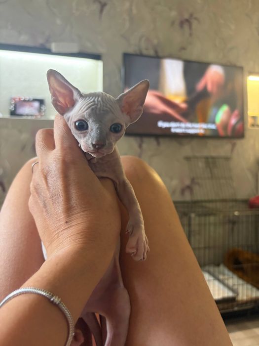 котенок канадский сфинкс
