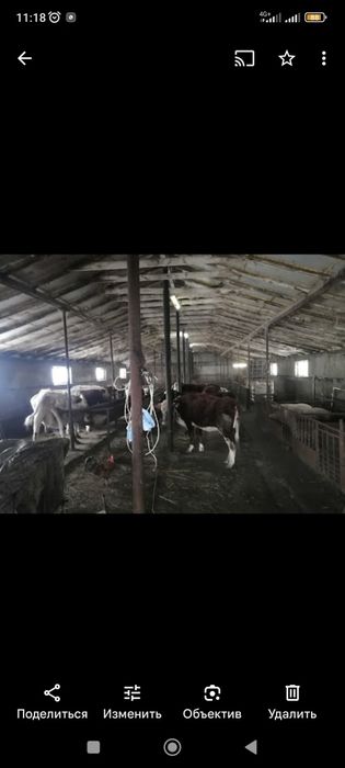 Продам дом  доильную базу для откорма бычков