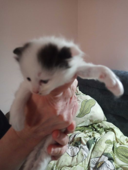 Отдадим в добрые руки котят.