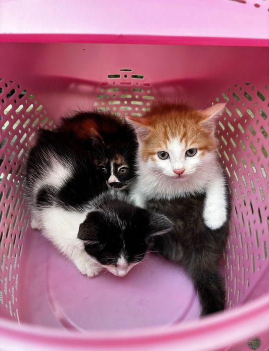 Котята в добрые руки.