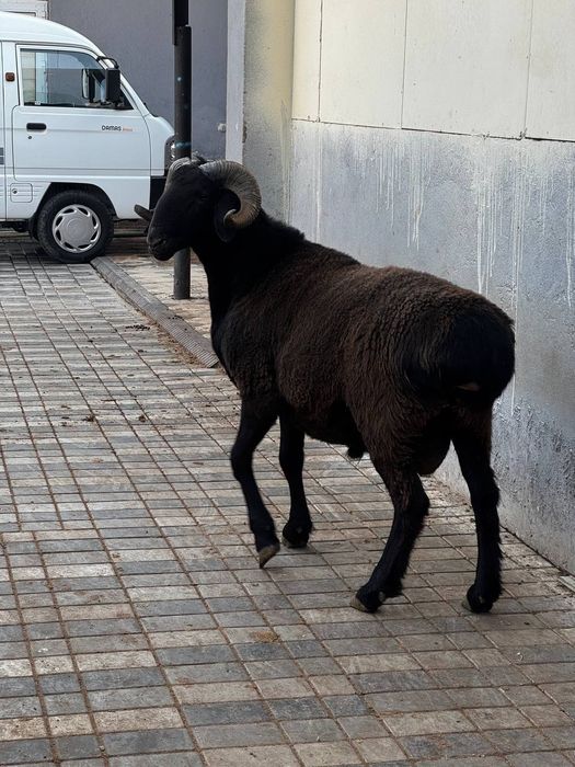 Qassob xizmati sog'lom dashda boqilga qoyla kilosiga 140 somda