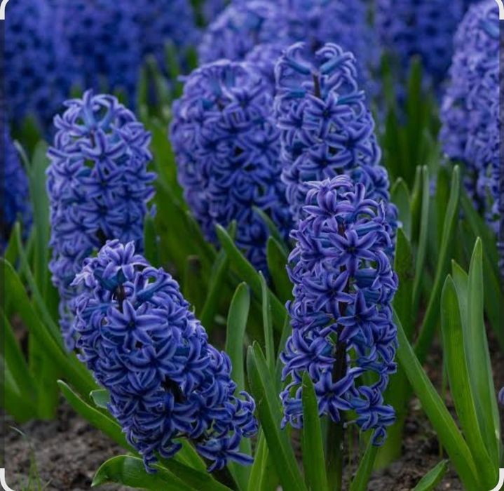 Zambile de la producator