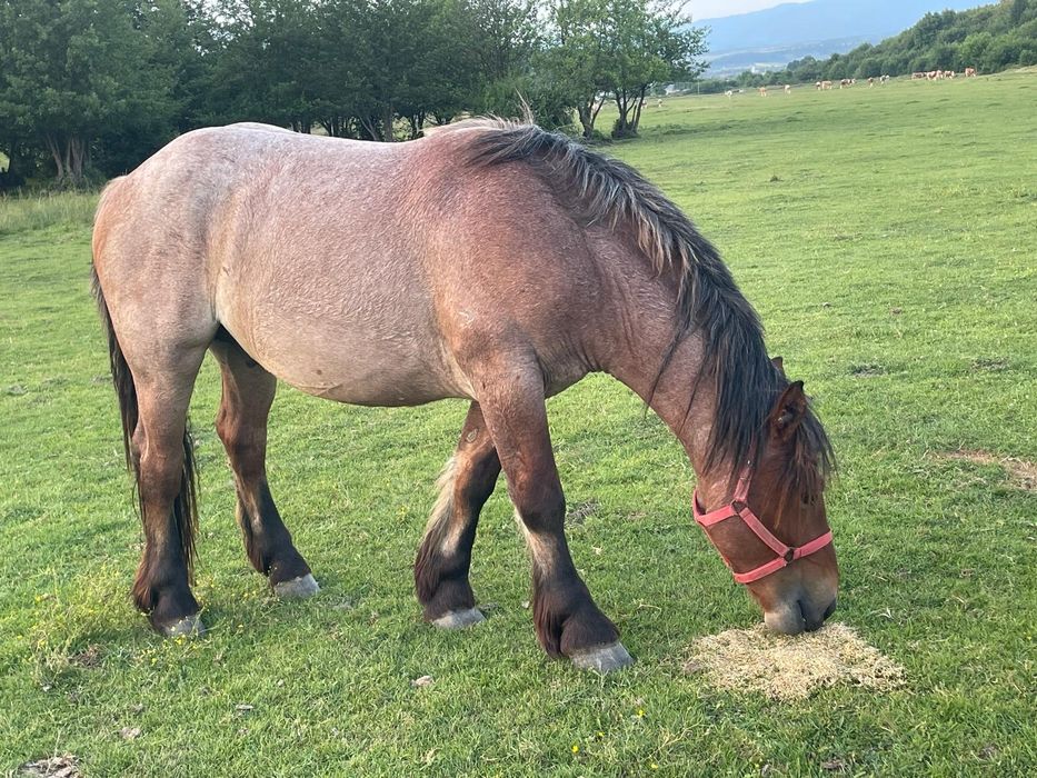 Mânz și mânzat de doi ani jumate cu mânz de o luna
