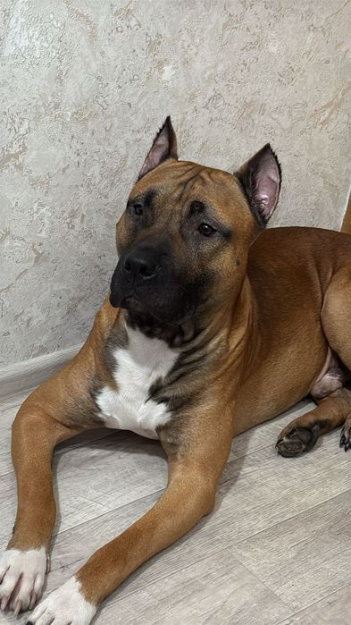 Здравствуйте четкий пацан ищет подругу