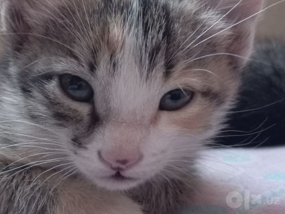 Pshik bor bepul yakshi kolarga beraman