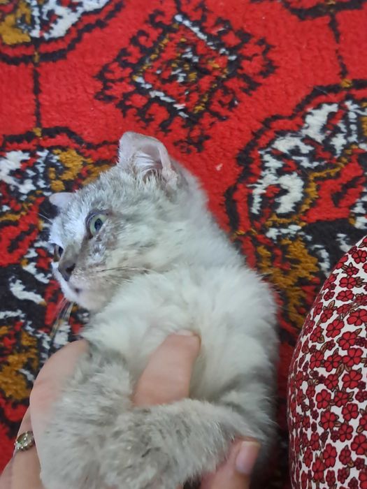 Skotish mushuk hadyaga