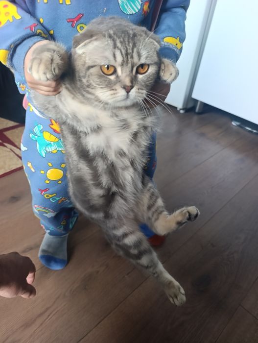 Домашний питомец