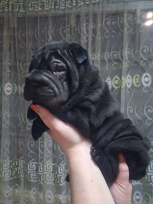 Шарпей щенок девочка
