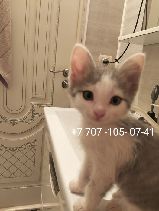 Котенок ищет заботливых хозяев
