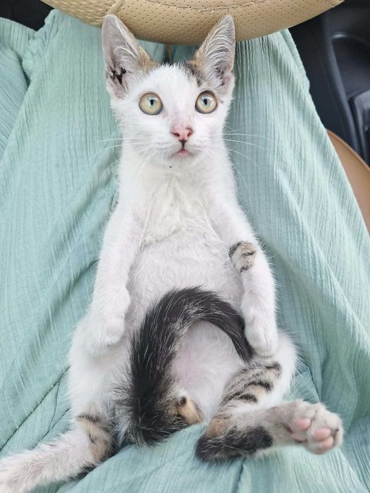 Подарявам мъжко котенце