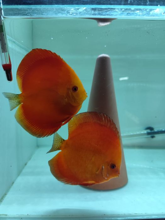 Vand pesti Discus