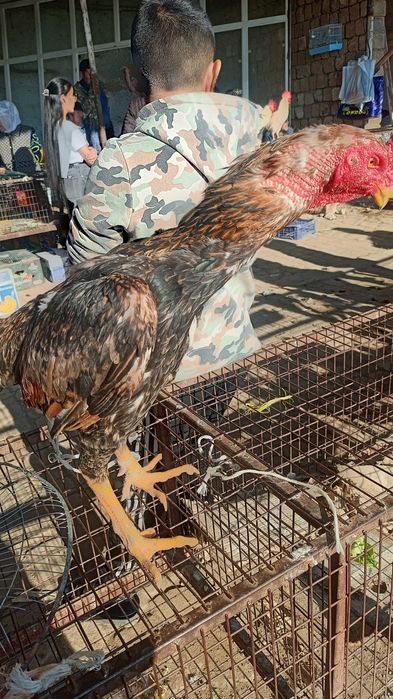 Xoʻroz dakan sotiladi