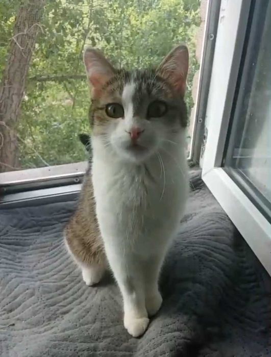 Нежная малышка ищет дом