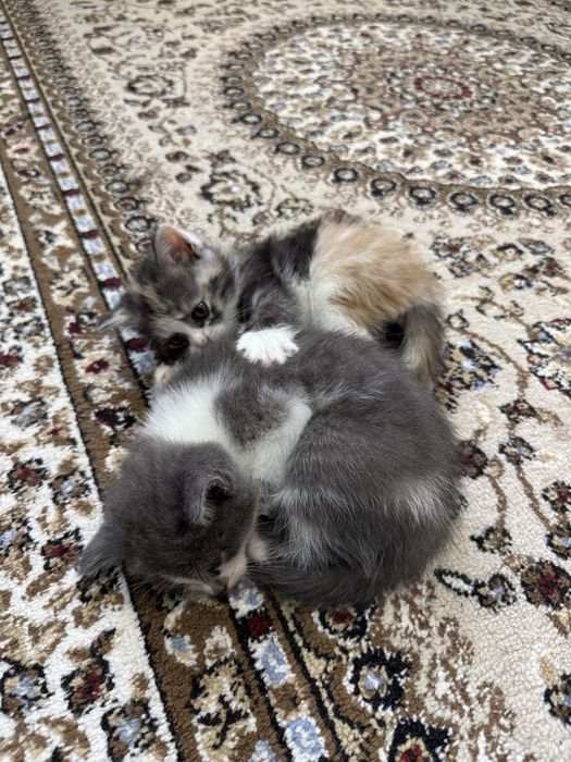 Котята.