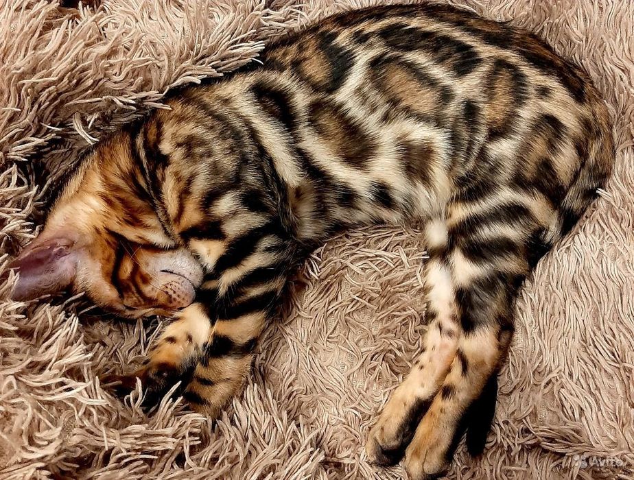 " Шикарные Вengal -парды"