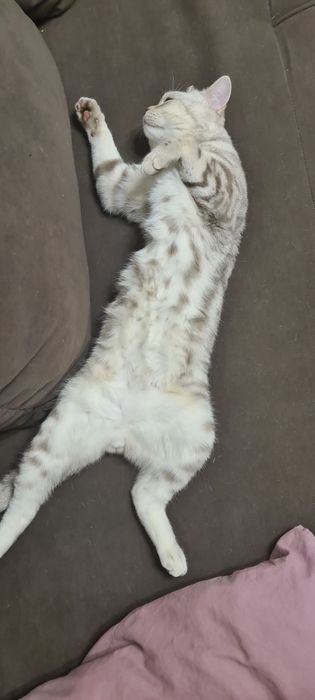 Ищем кошку для вязки