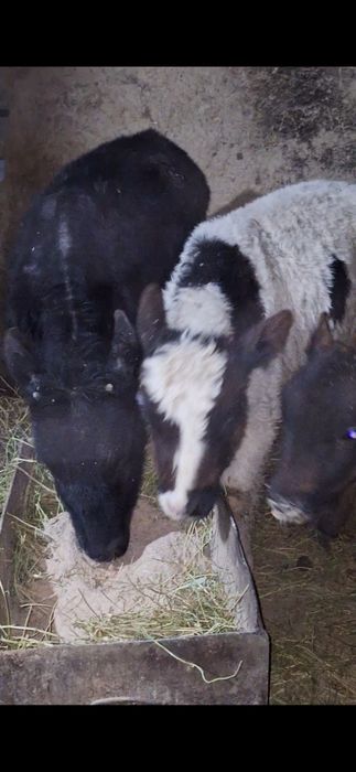 бузаулар телёнки ар турлы возраст