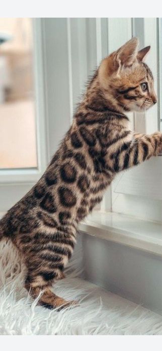 Чистокровные котята Бенгалы