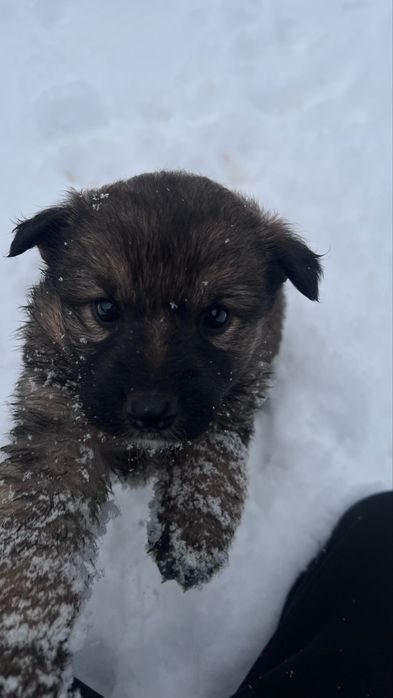 Щенята полуовчарка немецкая(мать овчарка)