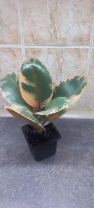 Продам фикус руби