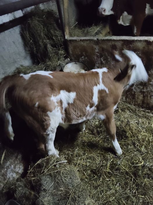 Vând bălțat de o luna jumate