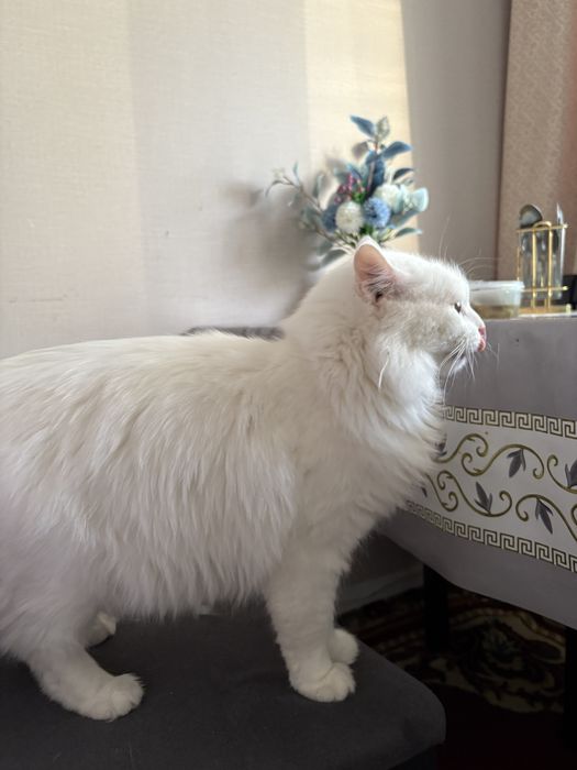 СРОЧНО отдам кота в добрые руки!