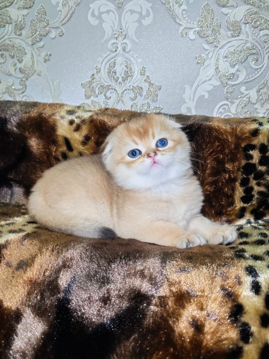 Золотая шиншилла