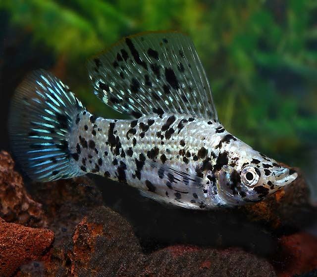 Аквариумные рыбки