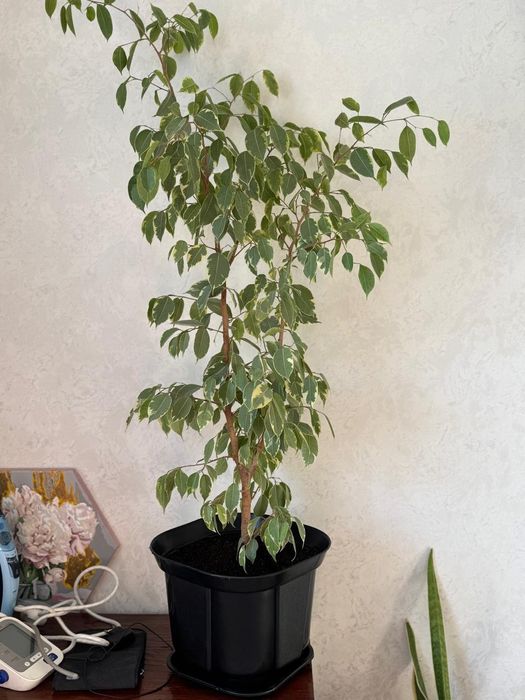 Продам комнатное растение