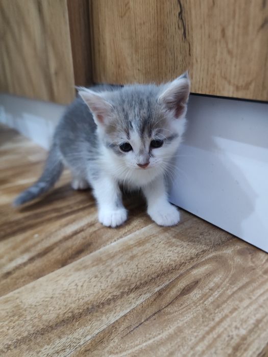 Продам котят британцы