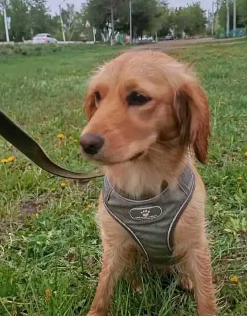 Щенки для охоты и семьи