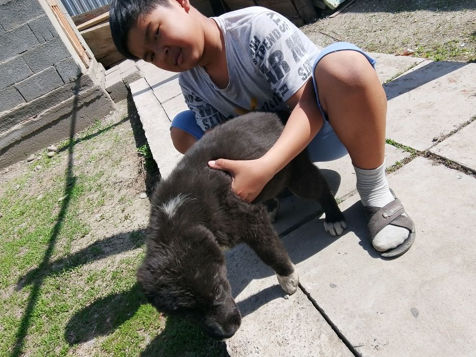 собаку сука продам