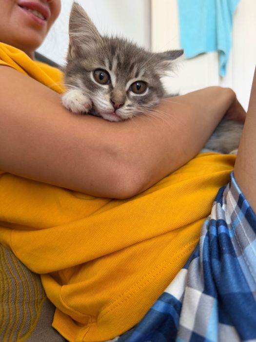 Котенок в добрые руки бесплатно
