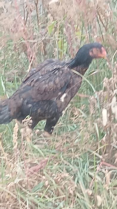 тауықтар сатылады