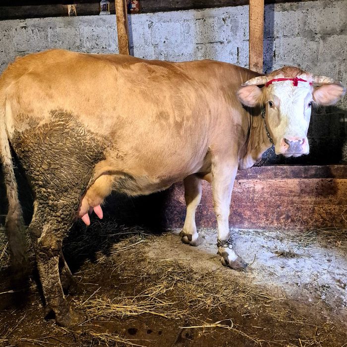 Vaca tânără a fătare trebuie să fete an aprilie