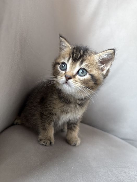 Девочка шиншилла