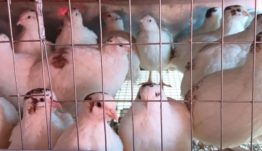 Перепелинное мясо,бөдене еті.