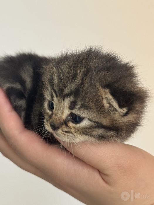 Скотиш фолд девочка