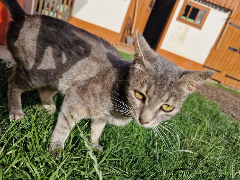 Ofer spre adopție doi pisici iubitori