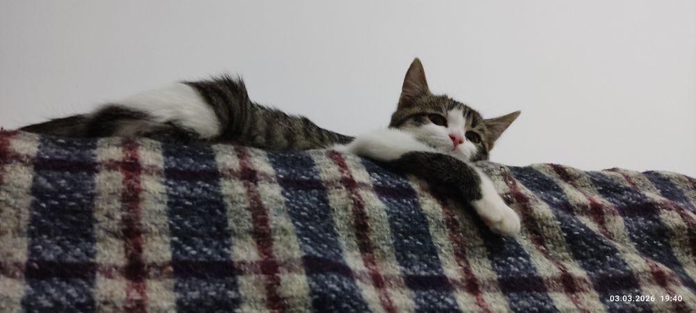 Отдам котенка в добрые руки