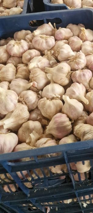 Vând usturoi calitatea1 alb și roșu !!
