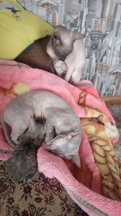 Донской сфинкс породы