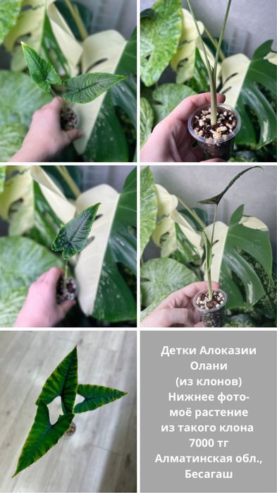 Алоказии разные (детки)