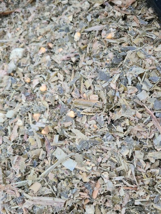 Царевичен силаж 2025