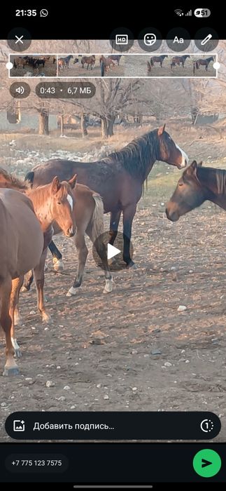 Бие ұрғашы құлынымен обмен